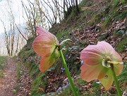 11 Sul sent. 506C per Ca' Boffelli Helleborus niger (Ellebori) verso la fruttescenza